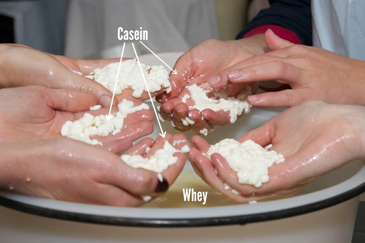 multiple hands holding lumpy casein (curds) with whey liquid below