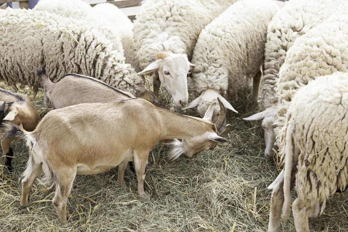 goats and sheep eating hay 