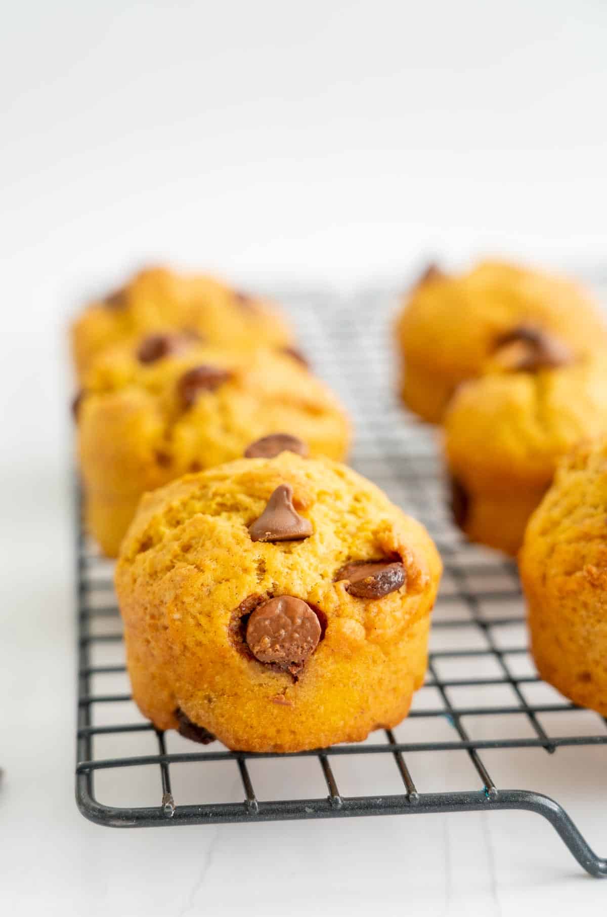 Pumpkin chocolate chip muffins sitting on a black wire cooling rack.